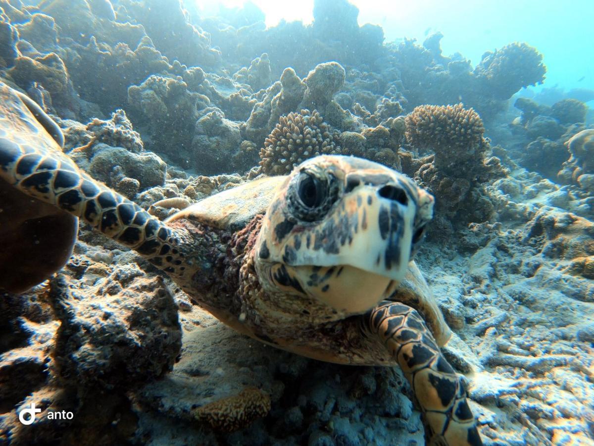 Hiraeth Island Home Guraidhoo  Dış mekan fotoğraf