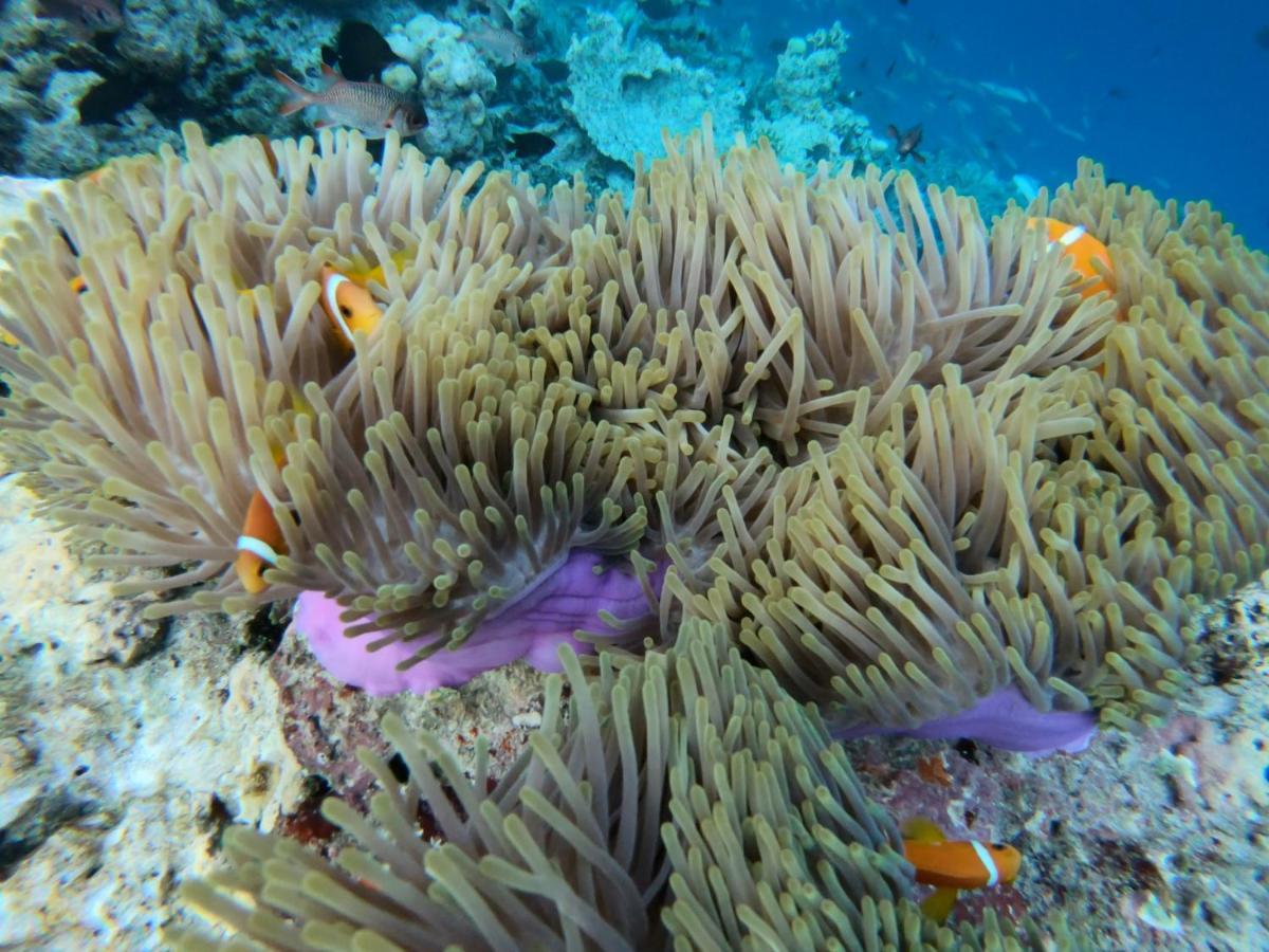 Hiraeth Island Home Guraidhoo  Dış mekan fotoğraf